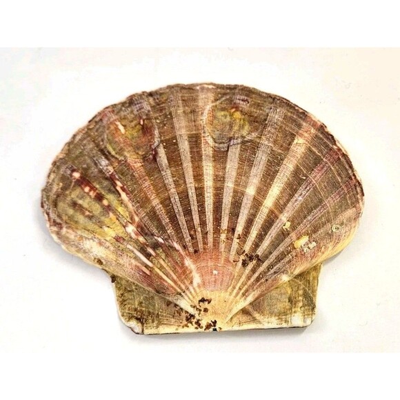 Vtg Mixed Lot of 3 Big 4" to 6" Seashells Crafts Home Beach Ocean Decor Unique - Picture 6 of 16